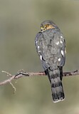 Image. Sharp-shinned Hawk