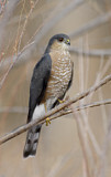 Image. Sharp-shinned Hawk