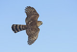 Image. Sharp-shinned Hawk