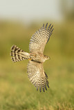 Image. Sharp-shinned Hawk