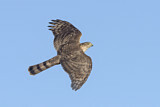 Image. Sharp-shinned Hawk