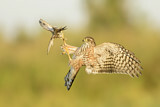 Image. Sharp-shinned Hawk