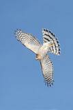 Image. Sharp-shinned Hawk