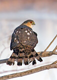Image. Sharp-shinned Hawk