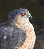Image. Sharp-shinned Hawk
