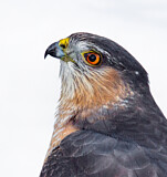 Image. Sharp-shinned Hawk