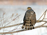 Image. Sharp-shinned Hawk