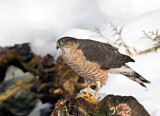 Image. Sharp-shinned Hawk