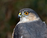 Image. Sharp-shinned Hawk