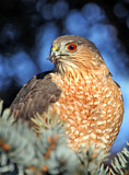 Image. Sharp-shinned Hawk