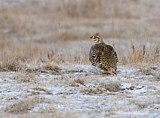 Image. Sharp-tailed Grouse