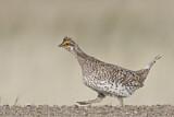 Image. Sharp-tailed Grouse