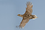Image. Sharp-tailed Grouse