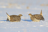Image. Sharp-tailed Grouse