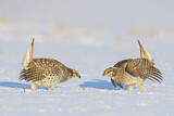 Image. Sharp-tailed Grouse