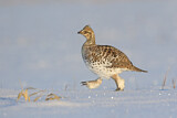 Image. Sharp-tailed Grouse