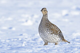 Image. Sharp-tailed Grouse