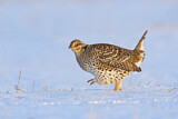 Image. Sharp-tailed Grouse