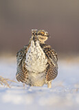 Image. Sharp-tailed Grouse