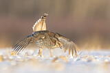 Image. Sharp-tailed Grouse