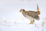 Image. Sharp-tailed Grouse