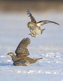 Image. Sharp-tailed Grouse