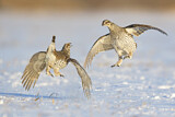 Image. Sharp-tailed Grouse