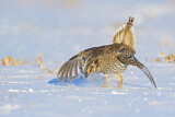 Image. Sharp-tailed Grouse