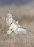 Image. Sharp-tailed Grouse