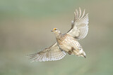Image. Sharp-tailed Grouse