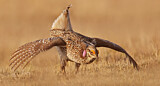 Image. Sharp-tailed Grouse