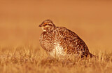 Image. Sharp-tailed Grouse