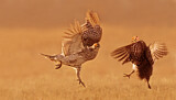 Image. Sharp-tailed Grouse