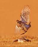 Image. Sharp-tailed Grouse