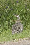Image. Sharp-tailed Grouse
