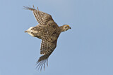 Image. Sharp-tailed Grouse
