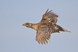 Image. Sharp-tailed Grouse