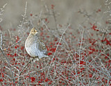 Image. Sharp-tailed Grouse