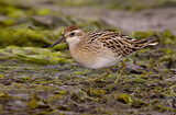 Image. Sharp-tailed Sandpiper