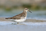 Image. Sharp-tailed Sandpiper