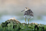 Image. Sharp-tailed Sandpiper