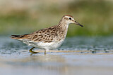 Image. Sharp-tailed Sandpiper