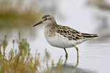 Image. Sharp-tailed Sandpiper
