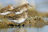 Image. Sharp-tailed Sandpiper