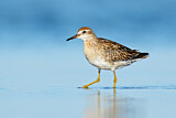 Image. Sharp-tailed Sandpiper