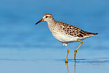 Image. Sharp-tailed Sandpiper