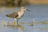 Image. Sharp-tailed Sandpiper