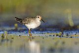 Image. Sharp-tailed Sandpiper