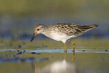 Image. Sharp-tailed Sandpiper