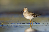 Image. Sharp-tailed Sandpiper